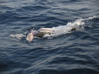 A bit of turtle above the water