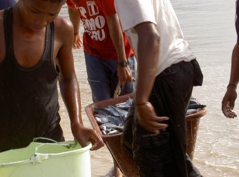 Picture Cape Verde Fish 2