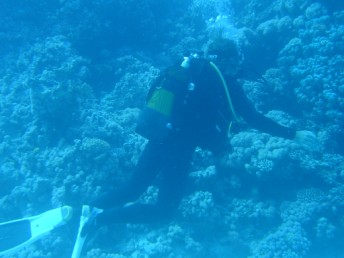 Exploring the coral.