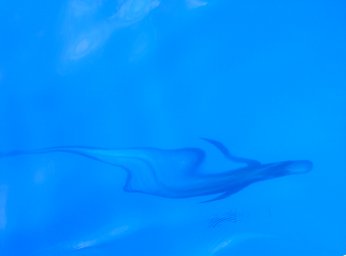 Picture pilot whale1