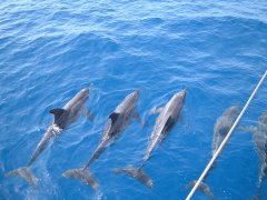 Friendly dolphins