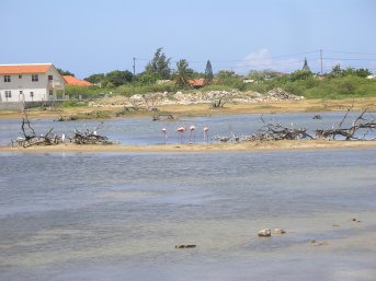 A couple of flamingoes