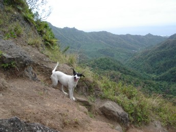 Friendly dog accompanying us