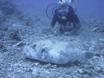 Puffer fish