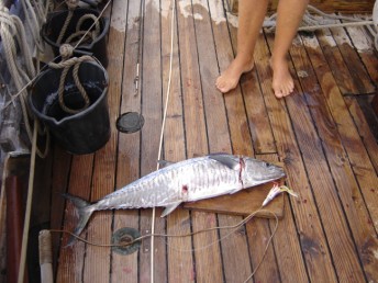 Spanish Mackerel