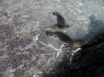 Baby seals