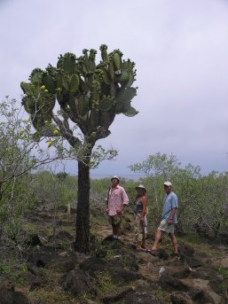 Big cactus