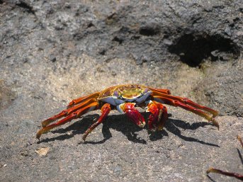 A crab