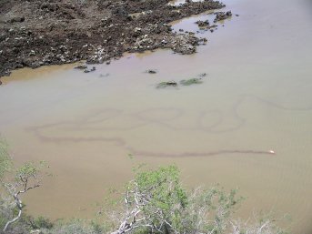 Flamingo trail in the water