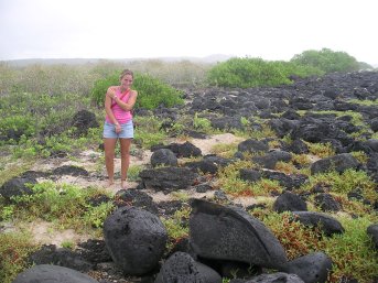 Marine iguana on a rock