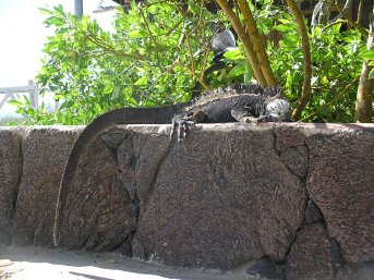 Big marine iguana