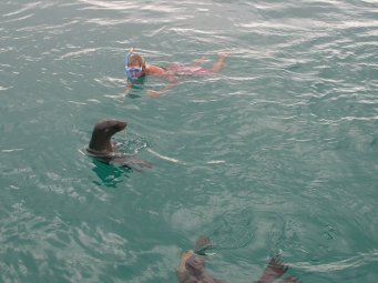 Rob swimming with a seal