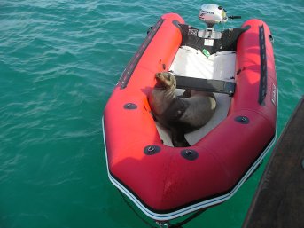 Seal comfortable in the dingy