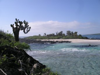 Island with some invisible seals