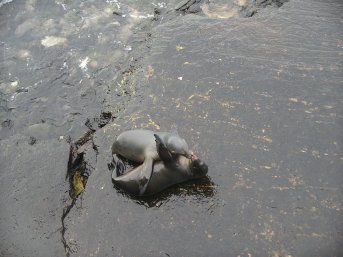 Seals having fun