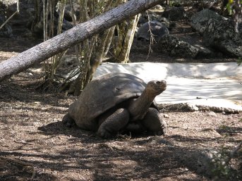 Another big tortoise