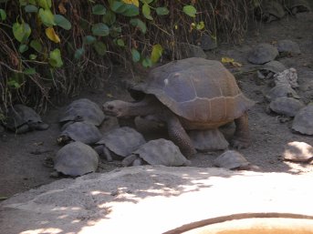 A big tortoise