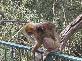 Monkey on gibraltar