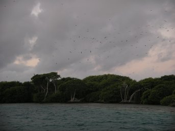 Birds above the mangroves