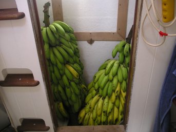 Bananas in the shower