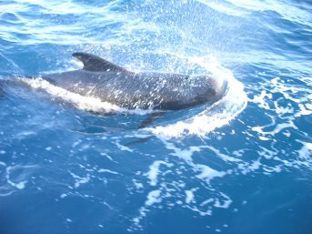 Short finned pilot whale