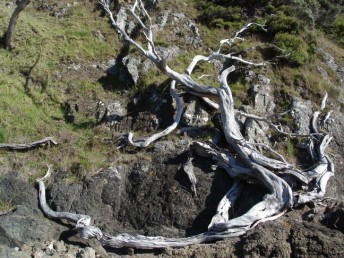 Old gnarly tree