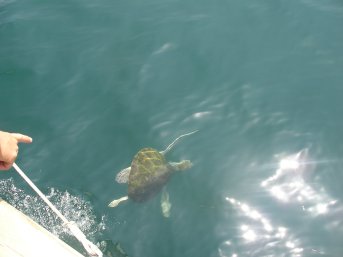 One of the turtles