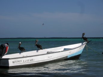 Picture Los Roques Pelicans