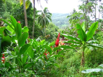 Jungle climb