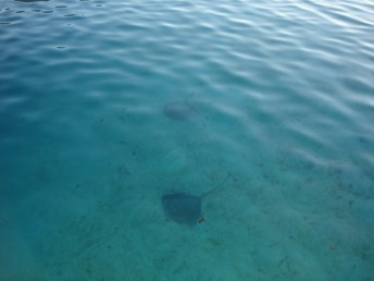 Rays swimming past the boat in shallow water