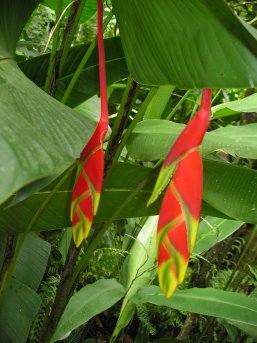 Cool plants in the Botanical Gardens