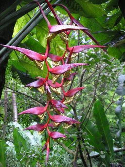 Cool plants in the Botanical Gardens