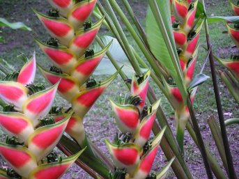 Cool plants in the Botanical Gardens