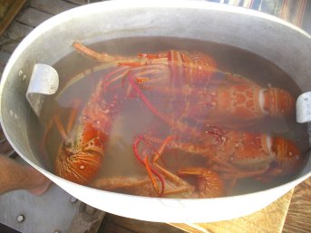 Lobster in the pot