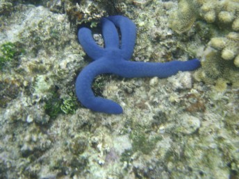 Blue starfish