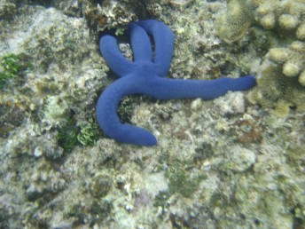 Blue starfish