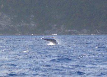Whale calf breaching out of the water