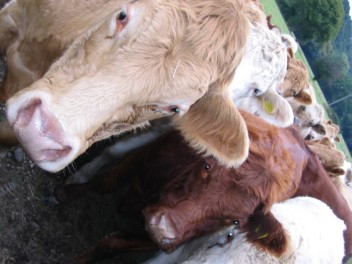 Cattle, chough 'gardeners'