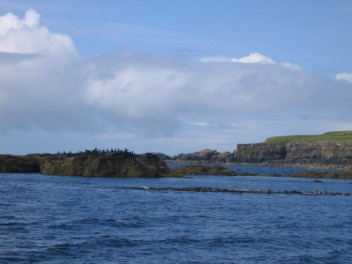 Jura's cormorant colony