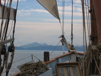 A common gull perches on the bowsprit