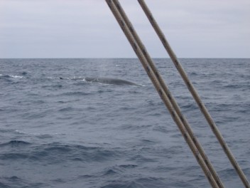 Fin whales glide passed Lista