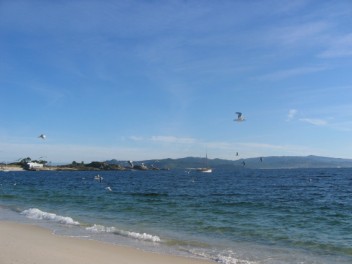 Gulls