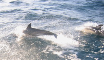 More dolphins