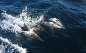 Common dolphins