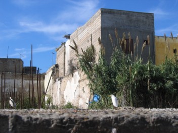 Cattle egrets amid building works