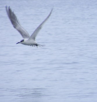 Sandwich tern