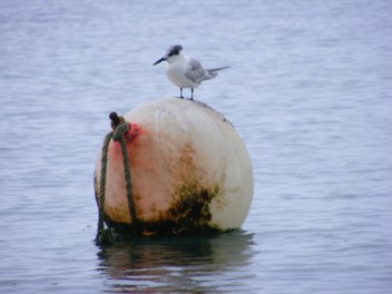 Sandwich tern