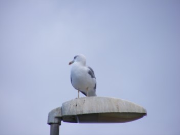 Yellow legged gull