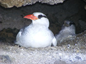 Red-bill Tropic adult and chick