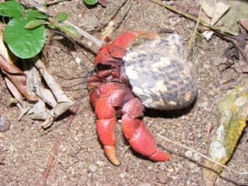 Hermit Crab Marching up the Quill